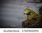 A Indian yellow bull frog making a noise ribbit in a water pond. Male and female bull frogs mating in pond. In rainy season bull frog make noise ribbit.
