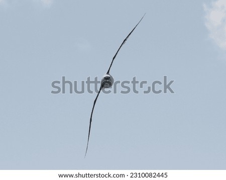 Similar – Image, Stock Photo Swift soaring with fully extended wings against blue sky