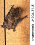 The Indiana Bat is different from other bat species