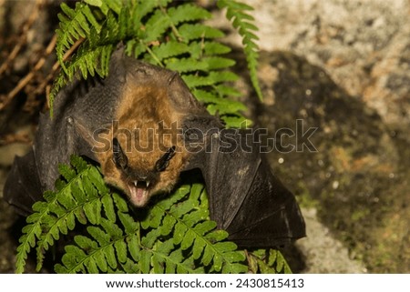 The Indiana Bat is different from other bat species Stock photo © 