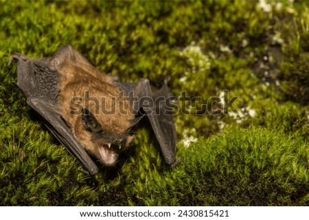 The Indiana Bat is different from other bat species Stock photo © 