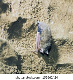 The Indiana Bat (Myotis Sodalis)  Is Listed As An Endangered Species By The U.S