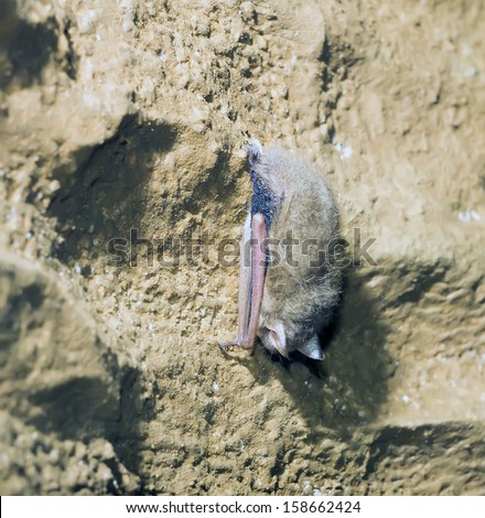 The Indiana bat (Myotis sodalis)  is listed as an endangered species by the U.S Stock photo © 
