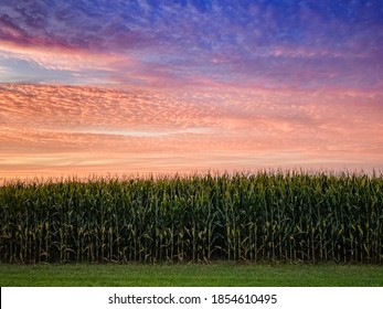 Indiana Sunset In The Corn Field