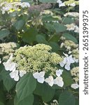 Indianapolis, IN, USA -June 19, 2025
Newfields Garden