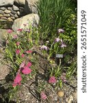 Indianapolis, IN, USA
Newfields Garden
June 19, 2025