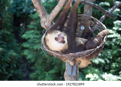 Indianapolis Zoo Sloth Animal In A Tree