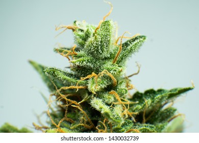 Indica flower. Fresh green weed In details. CBD THC in Pot. Macro trichomes cannabis. Marijuana bud close up. On white background