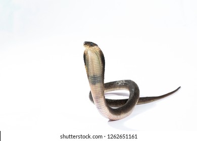 Indi-Chinese cobra,Naja siamensis,The Indochinese spitting cobra also called the Thai spitting cobra, is a species of spitting cobra found in Southeast Asia.