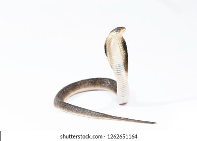 Bạn đã từng nghe về rắn Indo Trung Quốc? Với sắc màu đa dạng và đường nét uyển chuyển, loài rắn này là một trong những điều kỳ diệu của thiên nhiên! Hãy cùng chiêm ngưỡng những hình ảnh đẹp mê ly về loài rắn này và khám phá thêm về cuộc sống của chúng nhé!