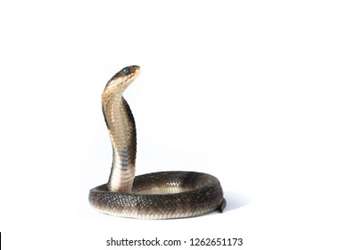 Indi-Chinese cobra,Naja siamensis,The Indochinese spitting cobra also called the Thai spitting cobra, is a species of spitting cobra found in Southeast Asia.