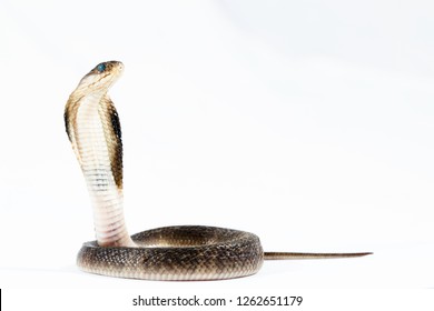 62 Indochinese Spitting Cobra Images, Stock Photos & Vectors | Shutterstock