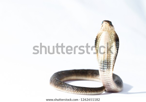 Indichinese Cobranaja Siamensisthe Indochinese Spitting Cobra Stockfoto ...