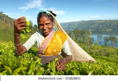 Indigenious Sri Lankan Tea Picker.