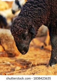 Indigenous Brown Sheep Of  Kutch, India