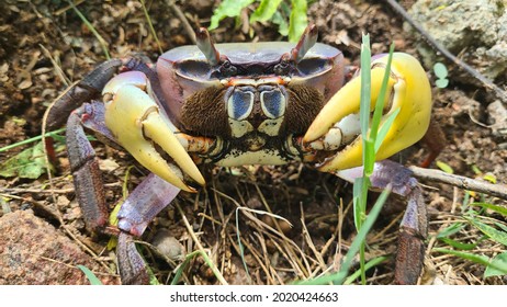 Indigenous Crabs Enhance Pride Natives Stock Photo 2020424663 ...