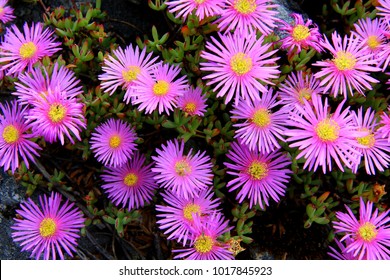 Indigenous Flower Of Cape Floral Region (Vygie) - Table Mountain - Cape Town - South Africa