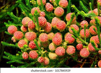 Indigenous Flower Of Cape Floral Region (Fynbos) - Table Mountain - Cape Town - South Africa