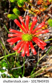 Indigenous Flower Of Cape Floral Region (Erica Abietina)  -
 Table Mountain - Cape Town - South Africa