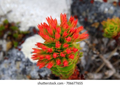 Indigenous Flower Of The Cape Floral Region On The Top Of Table Mountain In Cape Town - South Africa