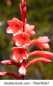 Indigenous Flower Of The Cape Floral Region (Watsonia Tabularis) On The Top Of Table Mountain In Cape Town - South Africa