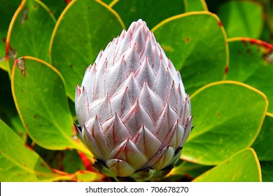 Indigenous Flower Of The Cape Floral Region (Proteas) On The Top Of Table Mountain In Cape Town - South Africa