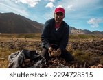 Indigenous peasant from the Quechua town of Culluchaca harvesting native potatoes in the highlands.