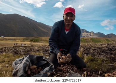 Indigenous peasant from the Quechua town of Culluchaca harvesting native potatoes in the highlands. - Shutterstock ID 2294728517
