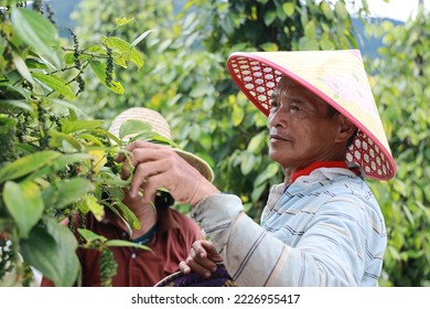 Indigenous pepper farmer on a pepper plantation in Sarawak, Malaysia