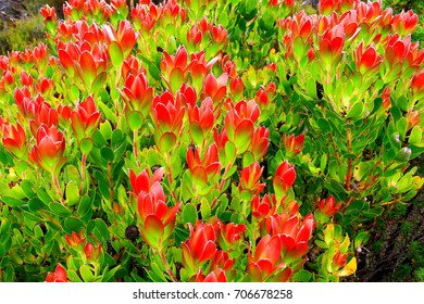 Indigenous Plant Of The Cape Floral Region (Proteaceae Leucadendron) On The Top Of Table Mountain In Cape Town - South Africa