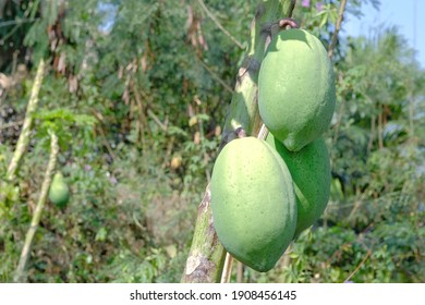 The Indigenous Species Of Papaya Is Disease Causing Small Fruit.