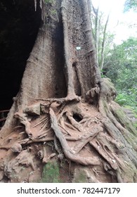 Indigenous tree in forest