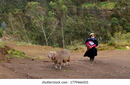 Indigenous Woman Walks With A Mask With Her Sheep In The Community Of Chibuleo.
United States, California. December 19, 2020