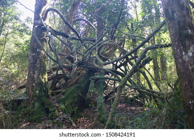 Indiginous Forest, Magoebaskloof, South Africa