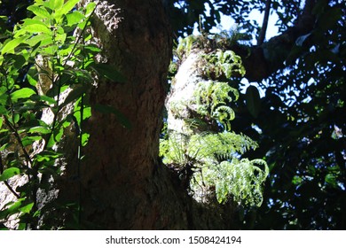 Indiginous Forest, Magoebaskloof, South Africa