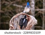 An indignant blue jay confronts a hairy woodpecker that is invading the blue jay