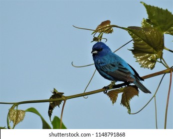 An Indigo Bunting