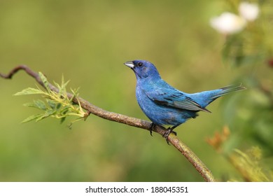 Indigo Bunting