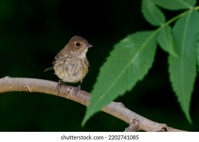 Indigo Bunting Fledgling perched on a shaded branch - Shutterstock ID 2202741085
