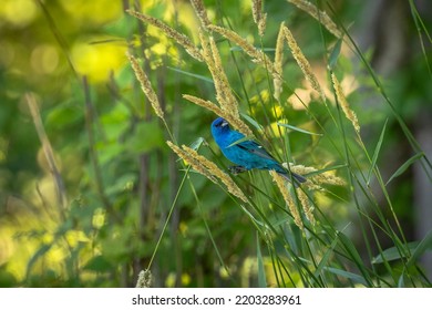 Indigo Bunting hiding among the grasses - Shutterstock ID 2203283961