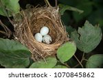 Indigo bunting nest with brown headed cowbird egg in Minnesota Agnieszka Bacal.