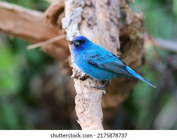 The Indigo Bunting (Passerina Cyanea) Is A Small Seed-eating Bird In The Cardinal Family, Cardinalidae.