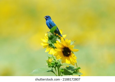 Indigo Bunting Perched on a Sunflower - Shutterstock ID 2188172807