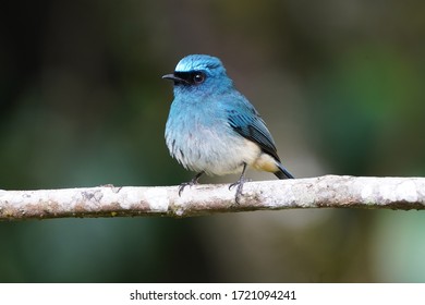 Kinabalu Park Hd Stock Images Shutterstock