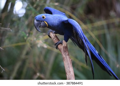 Indigo Macaw Stock Photo 387884491 | Shutterstock