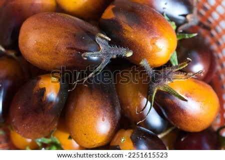 Indigo pear drops heirloom tomato close up,  ripe freshly harvested golden yellow fruits dark purple black shoulders, full frame food background, rare ornamental vegetables concept