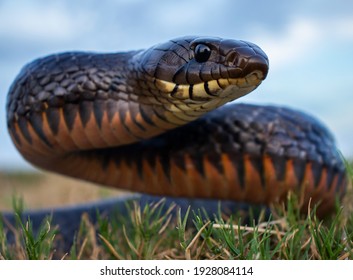 Indigo Snake Head Up in Texas - Shutterstock ID 1928084114