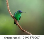 Indigo-capped Hummingbird (Saucerottia cyanifrons) is a beautiful hummingbird found in South America. Andes mountain range, Colombia.