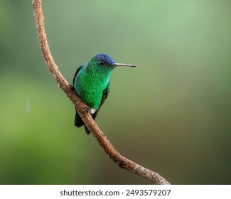 Indigo-capped Hummingbird (Saucerottia cyanifrons) is a beautiful hummingbird found in South America. Andes mountain range, Colombia. - Powered by Shutterstock