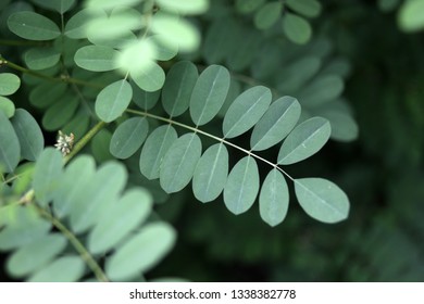 Indigofera Green Leaf Stock Photo 1338382778 | Shutterstock